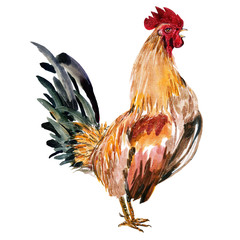 Watercolor painting chicken Animal Annual 2560/2017 on a white background. © last19