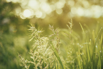 Natural abstract soft green summer eco sunny background with grass and light spots in vintage hipster style