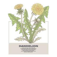 Illustration of medical herbs dandelion.