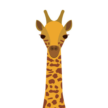 brown and yellow giraffe wildlife animal over white background. vector illustration