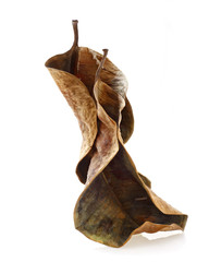 Fototapeta premium foglie di Ficus