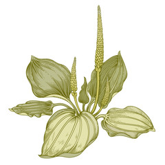 Medical herb plantain. © marinavorona