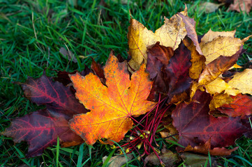 Bouquet of fallen autumn leaves lying on the grass