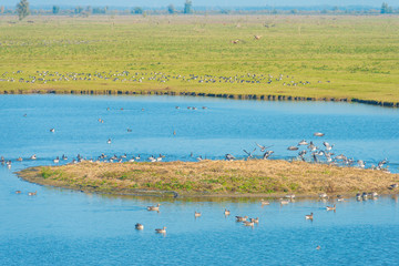 Birds swimming along the shore of a lake