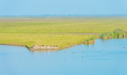 Fototapeta premium Birds swimming along the shore of a lake