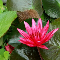Water Lily Flower in the Lake. Flower in the morning light.