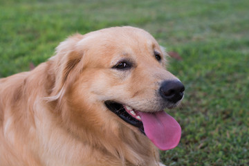 Golden retriever on the green grass