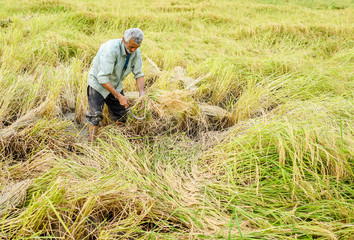 Naklejka na ściany i meble Harvesting on rice plantation