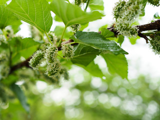  mulberries on the branch