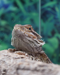 Closeup of a head of Pogona or Central Inland Bearded Dragon Lizard 