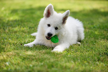 cute White Swiss Shepherd Welpe puppy