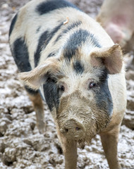 Free range pig in mud