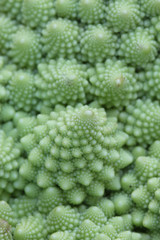 Macro of Romanesco broccoli, or Roman cauliflower, with its fractal shapes and Fibonacci sequences. Close-up.