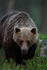 brown bear portrait at twilight. brown bear at night.