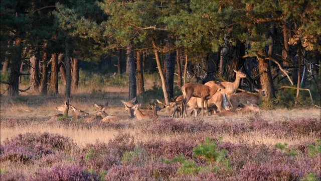 Couple of red deers with does and buck on moorland on National Park Hoge Veluwe in September.