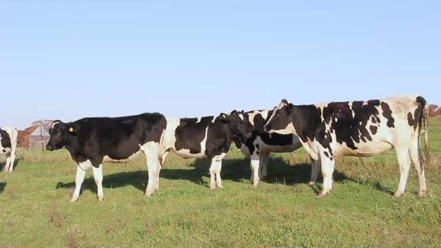 Holstein dairy cows grazing on a green grass field