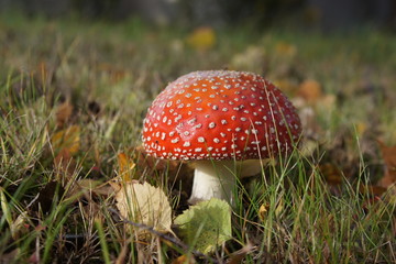 Fliegenpilz