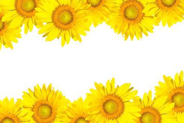 sunflower frame isolated on white