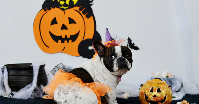 Halloween divertido dos c&atilde;es