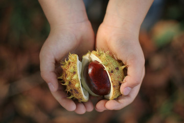 Children hands full of chestnuts in autumn colors