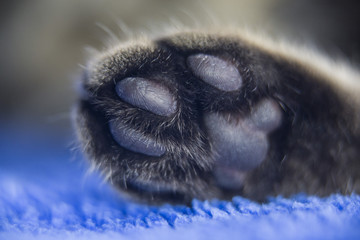 Cat paw on blue blanket closeup