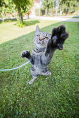 Obraz premium Cat stretching out towards camera lens with paw