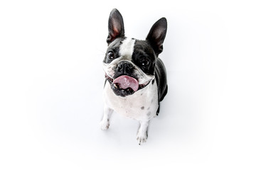 Boston Terrier, standing in front of white background