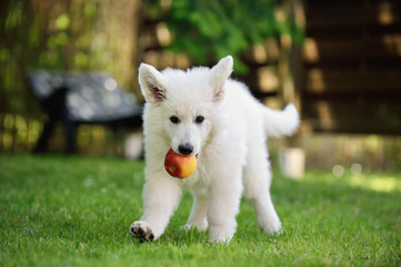 Naklejka na ściany i meble cute White Swiss Shepherd Welpe puppy