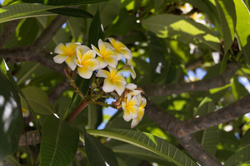 Blossoming plumeria flowers in Rethymno, Crete, Greece.