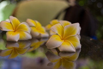 Blossoming plumeria flowers in Rethymno, Crete, Greece.