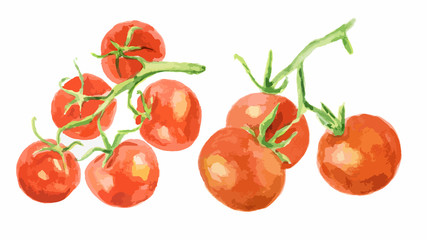 Watercolor tomatoes set on white background. Healthy and ripe fresh vegetables for cooking and decoration.