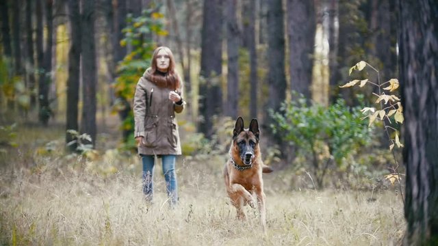 Young attractive woman with red hair playing with her pet - german shepherd - walking at autumn forest - the dog searches for a thrown stick, slow motion