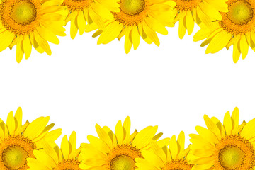 sunflower frame isolated on white