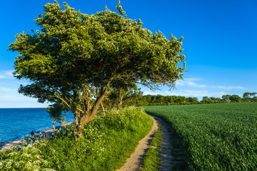 An der Steilküste Staberhuk auf der Insel Fehmarn
