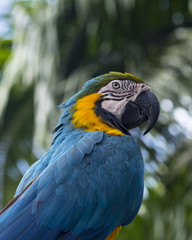 Blue parrot