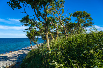 Obraz premium An der Steilküste Staberhuk auf der Insel Fehmarn
