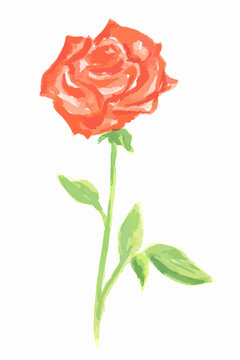 Isolated watercolor red rose on white background