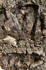 Old tree bark texture for background