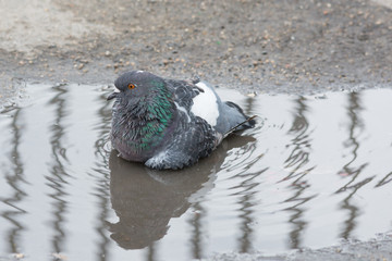 Dove Bathing