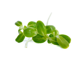 Green young sunflower sprout isolated  on the white background