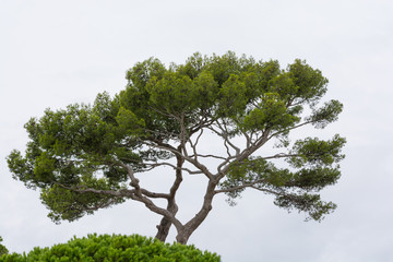 Stone Pine with White Background