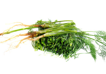 Coriander bunch isolated  on white background