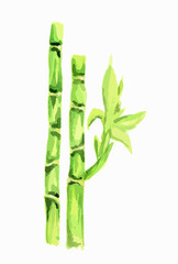 Isolated watercolor bamboo. Tropical exotic asian tree for decoration.