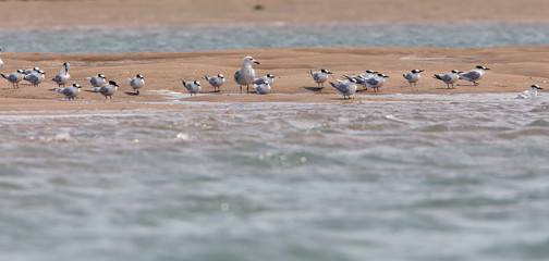 Sandwich Terns (Sterna sandvicensis) in winter plumage and an Audouin's Gull (Larus auduoinii) resting on a sandbar, Merja Zerga, Morocco.