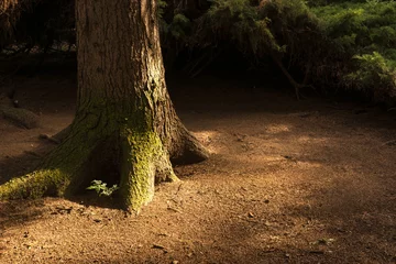 Crédence de cuisine en verre imprimé Arbres Forest landscape with old massive tree and beautiful light