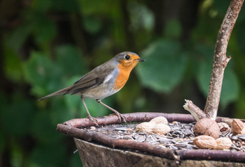 robin bird