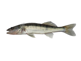 long zander