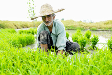 Naklejka na ściany i meble Portrait of old farmer working on rice plantation