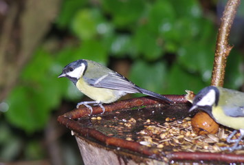 bird tit