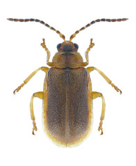 Beetle Galerucella nymphaeae on a white background